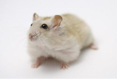 “熊猫体育”中甲5队有望冲超：俩降级球队太强势，黄海处境微妙（附积分榜）