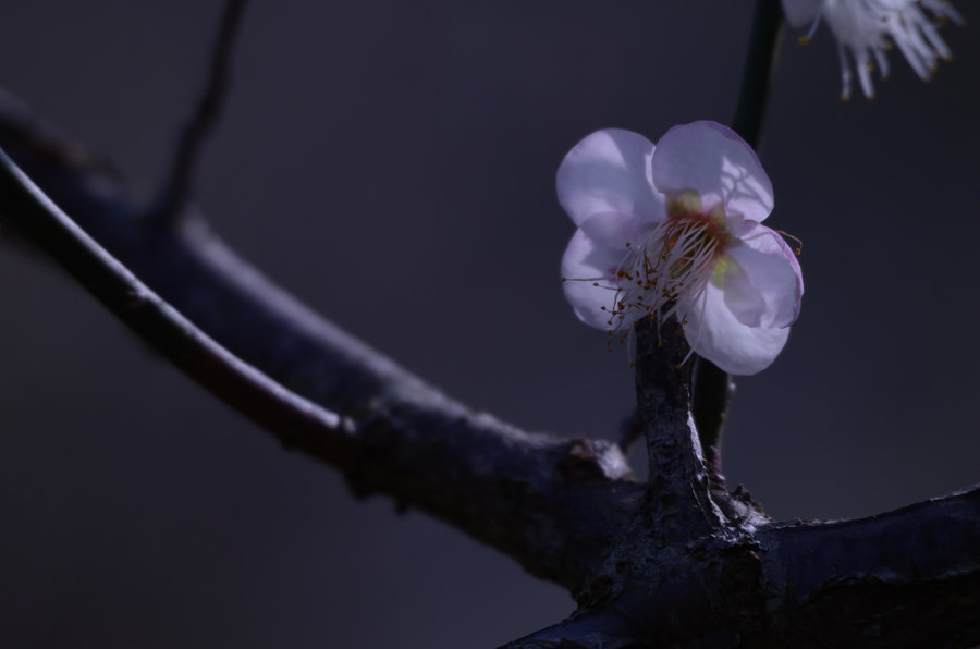 熊猫体育：郊庙歌辞。太清宫乐章。再上