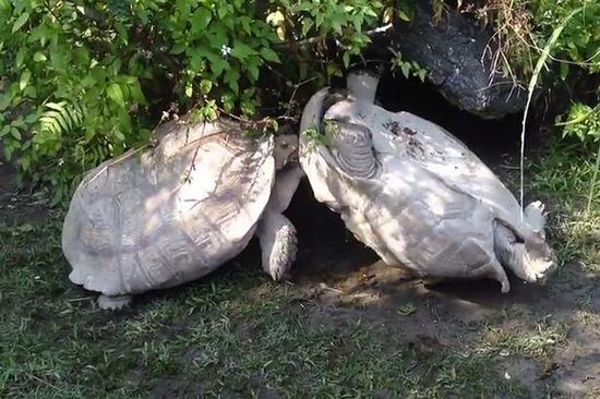 ‘熊猫体育’中甲10月28日赛程赛果